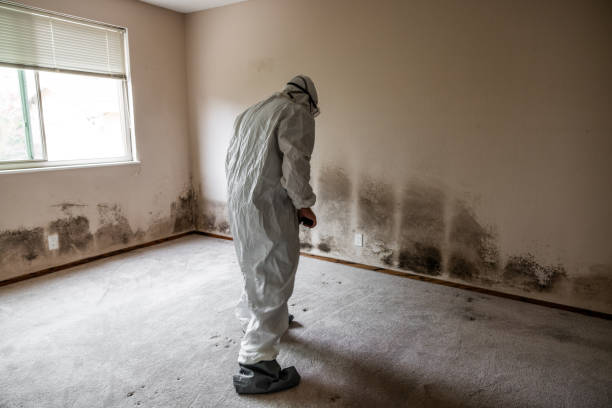 Best Post-Construction Mold Inspection  in Guthrie Center, IA